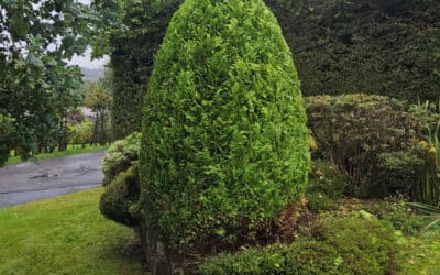 Hedge Cutting & Garden Maintenance in March & April (Scotland Guide)