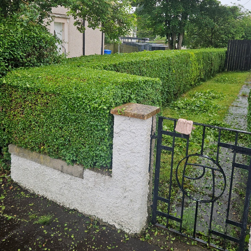 Local Dental Clinic garden tidy with hedge cutting