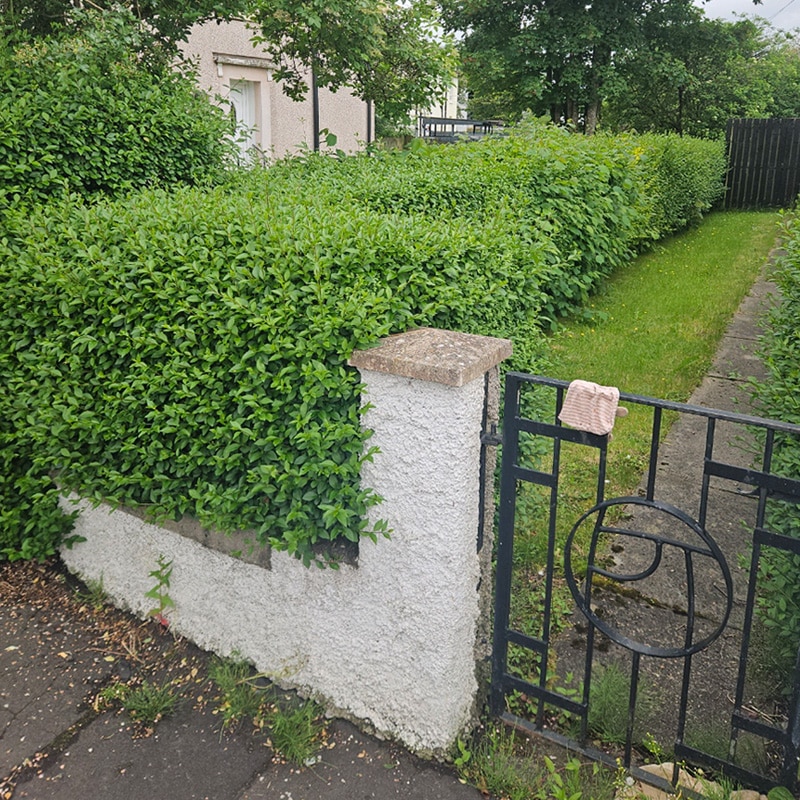 Local Dental Clinic garden tidy with hedge cutting